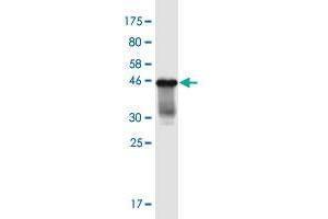 Western Blot detection against Immunogen (43. (PROC 抗体  (AA 1-166))
