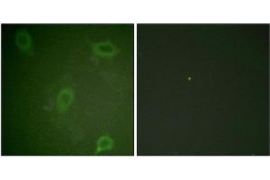 Immunofluorescence staining of methanol-fixed HeLa cells using Amyloid β A4 (phospho-Thr743/668) Antibody. (APP 抗体  (pThr743))