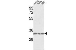 Western Blotting (WB) image for anti-Proliferating Cell Nuclear Antigen (PCNA) (AA 231-261) antibody (ABIN3032321)