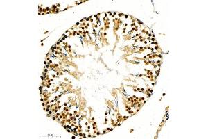 Immunohistochemistry of paraffin embedded mouse testis using RNF7 (ABIN7075471) at dilution of 1:1000 (300x lens)