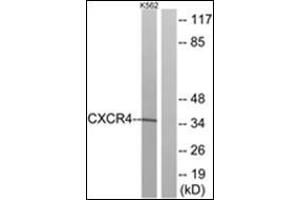 Western blot analysis of extracts from K562 cells, using CXCR4 Antibody. (CXCR4 抗体  (C-Term))
