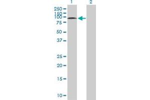 Western Blot analysis of SYVN1 expression in transfected 293T cell line by SYVN1 MaxPab polyclonal antibody. (SYVN1 抗体  (AA 1-617))