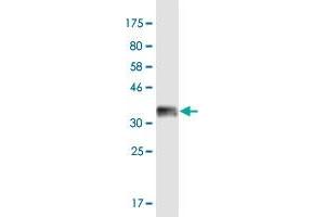 Western Blot detection against Immunogen (36. (DDX4 抗体  (AA 625-724))