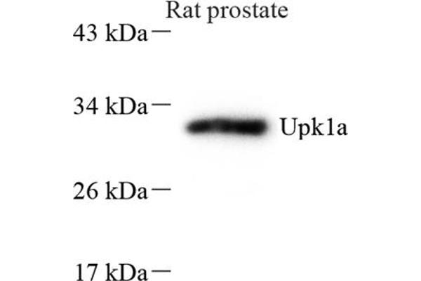 UPK1A anticorps