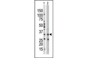 The anti-PRKAB1 Pab (ABIN391054 and ABIN2841211) is used in Western blot to detect PRKAB1 in Jurkat cell lysate (Lane 1) and mouse spleen tissue lysate (Lane 2). (PRKAB1 抗体  (N-Term))