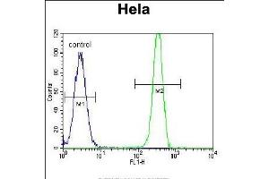 MSH2 Antibody (Center) (ABIN655517 and ABIN2845032) flow cytometric analysis of Hela cells (right histogram) compared to a negative control cell (left histogram). (MSH2 抗体  (AA 637-665))