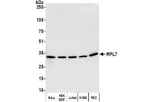 Western Blotting (WB) image for anti-Ribosomal Protein L7 (RPL7) (C-Term) antibody (ABIN7453643)