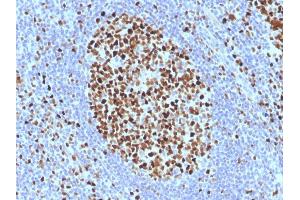 Formalin-fixed, paraffin-embedded human Tonsil stained with MCM7 Monoclonal Antibody (SPM379). (MCM7 抗体)