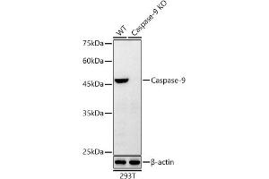 Western blot analysis of extracts from wild type (WT) and [KO Validated] Caspase-9 Rabbit mAb knockout (KO) 293T cells, using [KO Validated] Caspase-9 Rabbit mAb antibody (ABIN7266123) at 1:10000 dilution. (Caspase 9 抗体)