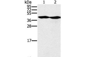 Western Blot analysis of Hepg2 and k562 cell using MORF4L1 Polyclonal Antibody at dilution of 1:400 (MORF4L1 抗体)