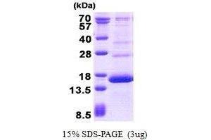 Figure annotation denotes ug of protein loaded and % gel used. (HBG2 蛋白)