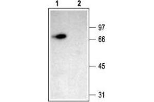 Western Blotting (WB) image for anti-Amiloride-Sensitive Cation Channel 1, Neuronal (ACCN1) (AA 2-18), (Intracellular) antibody (ABIN7042911)