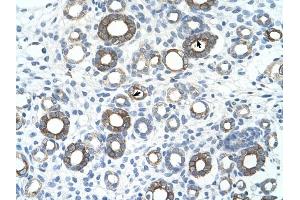 UBE2J1 antibody was used for immunohistochemistry at a concentration of 4-8 ug/ml to stain Epithelial cells of renal tubule (arrows) in Human Kidney. (UBE2J1 抗体)