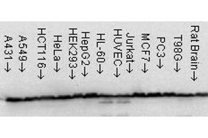 Hsp60 (LK 1), cell line mix. (HSPD1 抗体)
