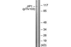 Western blot analysis of extracts from COLO205 cells treated with Serum 20% 15', using JIP1 (Phospho-Thr103) Antibody. (MAPK8IP1 抗体  (pThr103))