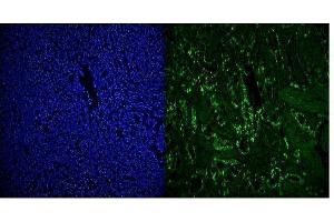 IF analysis of RCC1 using anti-RCC1 antibody (ABIN7600024). (RCC1 抗体  (AA 14-421))