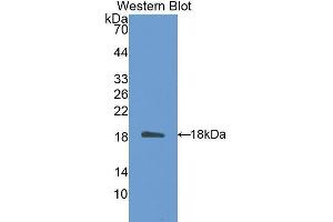 Western Blotting (WB) image for anti-Tetraspanin 3 (TSPAN3) (AA 107-213) antibody (ABIN1175824) (Tetraspanin 3 抗体  (AA 107-213))