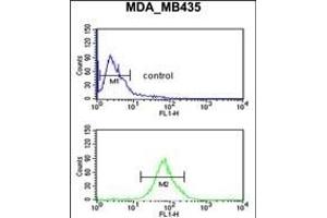 LUZP1 Antibody (C-term) (ABIN650909 and ABIN2839991) flow cytometric analysis of MDA-M cells (bottom histogram) compared to a negative control cell (top histogram). (LUZP1 抗体  (C-Term))