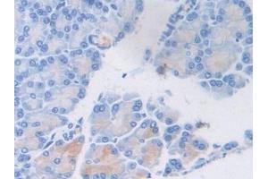 Detection of vWF in Rat Pancreas Tissue using Polyclonal Antibody to Von Willebrand Factor (vWF) (VWF 抗体  (AA 269-367))