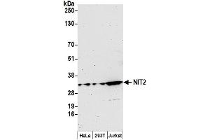 anti-Nitrilase Family, Member 2 (NIT2) (AA 226-276) antibody
