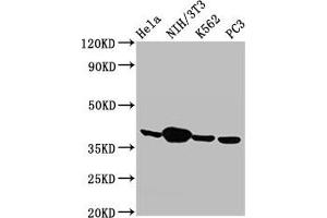 Western Blot Positive WB detected in: Hela whole cell lysate, NIH/3T3 whole cell lysate, K562 whole cell lysate, PC-3 whole cell lysate All lanes: Anxa1 antibody at 2. (Annexin a1 抗体  (AA 2-346))