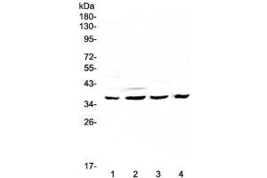 Western blot testing of human 1) HeLa, 2) SGC-7901, 3) K562 and 4) mouse SP2/0 lysate with Cdk6 antibody at 0. (CDK6 抗体  (AA 1-326))