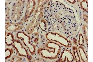 Immunohistochemistry of paraffin-embedded human kidney tissue using ABIN7147600 at dilution of 1:100 (CH25H 抗体  (AA 142-272))