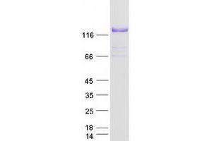 Western Blotting (WB) image for Collagen, Type VI, alpha 2 (COL6A2) protein (Myc-DYKDDDDK Tag) (ABIN2712426)