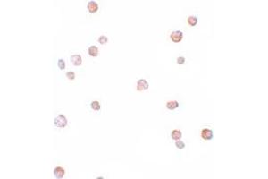 Immunohistochemistry (IHC) image for anti-Cell Division Cycle 23 (CDC23) (Middle Region) antibody (ABIN1030863) (CDC23 抗体  (Middle Region))