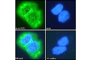 Immunofluorescence (IF) image for anti-Follistatin-Like 1 (FSTL1) (C-Term) antibody (ABIN184815)