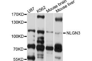 Western blot analysis of extracts of various cell lines, using NLGN3 antibody (ABIN5998351) at 1/1000 dilution. (Neuroligin 3 抗体)
