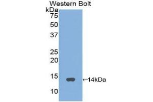 Western Blotting (WB) image for anti-Gonadotropin-Releasing Hormone 1 (Luteinizing-Releasing Hormone) (GNRH1) (AA 24-92) antibody (ABIN1173764) (GNRH1 抗体  (AA 24-92))