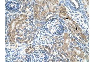 CRELD1 antibody was used for immunohistochemistry at a concentration of 4-8 ug/ml to stain Epithelial cells of renal tubule (arrows) in Human Kidney.