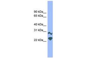 Image no. 1 for anti-Dorsal Root Ganglia Homeobox (DRGX) (AA 151-200) antibody (ABIN6744665) (DRGX 抗体  (AA 151-200))