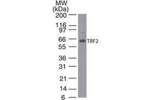 Image no. 2 for anti-Telomeric Repeat Binding Factor 2 (TERF2) antibody (ABIN208252) (TRF2 抗体)