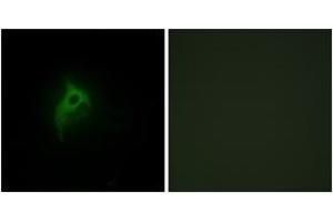 Immunofluorescence analysis of HepG2 cells, using Adrenergic Receptor alpha-2B Antibody. (ADRA2B 抗体  (AA 161-210))