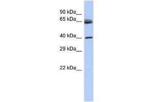 WB Suggested Anti-CHN2 Antibody Titration: 0. (CHN2 抗体  (N-Term))