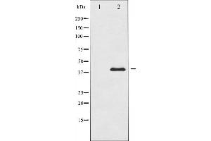 Western blot analysis of c-Jun expression in HeLa whole cell lysates,The lane on the left is treated with the antigen-specific peptide.