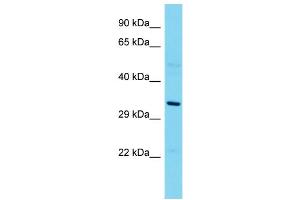 Host: Rabbit  Target Name: Eapp  Sample Tissue: Rat Thymus lysates  Antibody Dilution: 1. (EAPP 抗体  (N-Term))