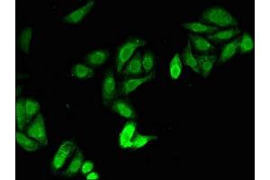Immunofluorescent analysis of HepG2 cells using ABIN7165664 at dilution of 1:100 and Alexa Fluor 488-congugated AffiniPure Goat Anti-Rabbit IgG(H+L) (JAG1 抗体  (AA 809-1046))