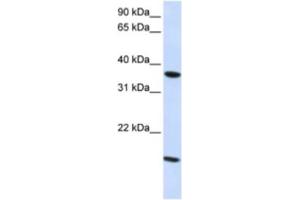 Western Blotting (WB) image for anti-Claudin 16 (CLDN16) antibody (ABIN2460773) (Claudin 16 抗体)