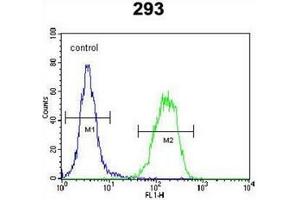 Flow cytometric analysis of 293 cells using PCOTH Antibody (Center) Cat. (PCOTH 抗体  (Middle Region))