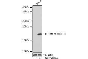 Western blot analysis of extracts of HeLa cells, using Phospho-Histone H3. (Histone 3 抗体  (pThr3))