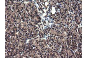 Image no. 4 for anti-Crystallin, Zeta, Homolog antibody (ABIN1497658) (CRYZL1 抗体)