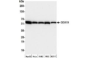 Western Blotting (WB) image for anti-DEAD (Asp-Glu-Ala-As) Box Polypeptide 19B (DDX19B) (C-Term) antibody (ABIN7453856) (DDX19B 抗体  (C-Term))