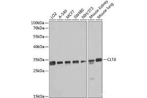 Western blot analysis of extracts of various cell lines using CLTB Polyclonal Antibody at dilution of 1:1000. (CLTB 抗体)