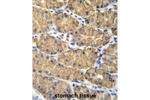VSIG1 Antibody (C-term) immunohistochemistry analysis in formalin fixed and paraffin embedded human stomach tissue followed by peroxidase conjugation of the secondary antibody and DAB staining. (VSIG1 抗体  (C-Term))