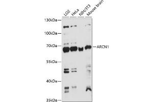 Western blot analysis of extracts of various cell lines, using  antibody (ABIN7265658) at 1:1000 dilution. (ARCN1 抗体  (AA 212-511))