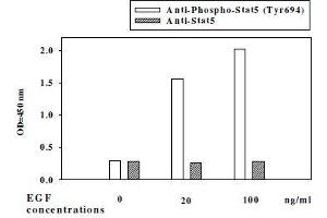 Western Blotting (WB) image for STAT1,STAT3,STAT5 ELISA Kit (ABIN1981847)