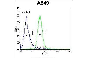 Flow cytometric analysis of A549 cells (right histogram) compared to a negative control cell (left histogram). (C5AR1 抗体  (AA 175-201))